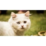 atendimento para gatos em casa valor Bela Vista