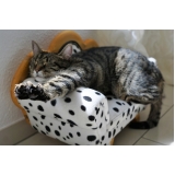 atendimento para gatos em casa Ermelino Matarazzo