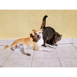 atendimento veterinário para cães Vila Gustavo