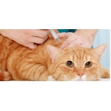 clinica vacina antirrábica gatos Freguesia do Ó