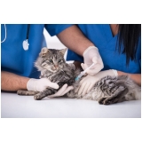 clinica vacina subcutânea em gatos Santa Efigênia