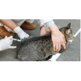 clinica vacinação em gatos filhotes Água Funda