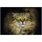 consulta veterinária residencial preço Jaçanã