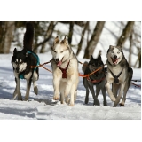 consulta veterinária valor Santo Amaro