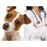 consulta veterinário valor Morumbi