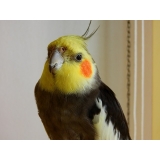 médico veterinário de aves preço Brooklin