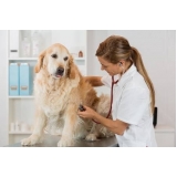 médico veterinário valor Interlagos