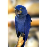médicos veterinários de aves Jaçanã