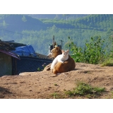 onde encontro atendimento para cães residencial Bela Vista