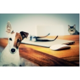 onde encontro atendimento veterinário residencial Interlagos