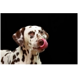 onde encontro consulta veterinária São Domingos