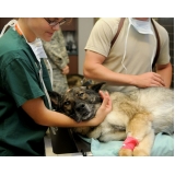 onde encontro tratamento de feridas abertas em cães Tucuruvi