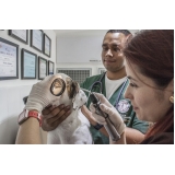 onde encontro tratamento de feridas cutâneas em cães e gatos Ibirapuera