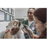 onde encontro tratamento de feridas cutâneas em cães e gatos Jardim Marajoara