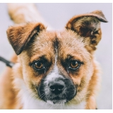 onde encontro vacina para cachorro filhote Jardim Europa