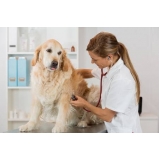 onde encontro vacinação a domicílio para animais Pedreira