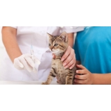 onde encontro vacinação para gatos em casa Aeroporto