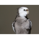 onde encontro veterinário de aves Cidade Patriarca