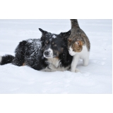 quanto custa atendimento veterinário para cães Perdizes