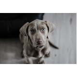 quanto custa consulta veterinária para animais domésticos Tucuruvi