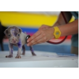 quanto custa tratamento de feridas abertas em cães Vila Buarque