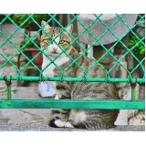 quanto custa tratamento de feridas em animais Pacaembu