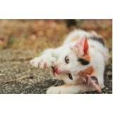 quanto custa tratamento de feridas em cães e gatos Brooklin