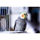 quanto custa vacinação em animais exóticos Campo Grande