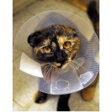 tratamento de feridas em cães e gatos preço Tucuruvi