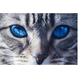 tratamento para feridas em gatos valor Moema