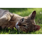 tratamento para feridas em gatos Itaim Paulista