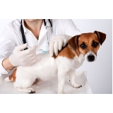 vacina antirrábica veterinária preço Bom Retiro