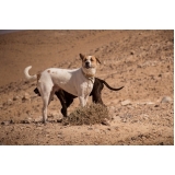 vacinação em cachorros