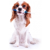 vacinação de cães valor Campo Belo