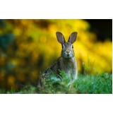 vacinação em animais silvestres preço Jardim Marajoara