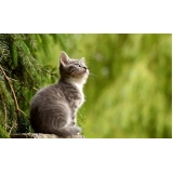 vacinação em gatos filhotes valor Pacaembu