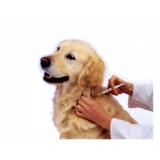 vacinação para cães em domicilio valor Parelheiros