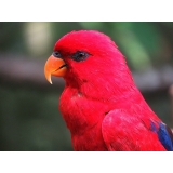 veterinário animais silvestres valor Jardim Ângela