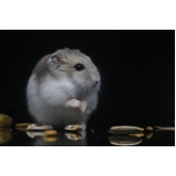 veterinário de animais silvestres preço Jardim América