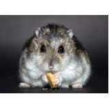 veterinário para hamster Guaianases