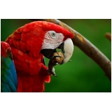veterinário silvestre Jardins