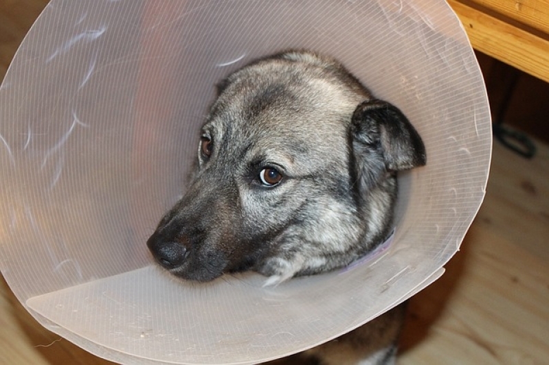 Tratamento de Feridas Abertas em Cães Valor Água Funda - Tratamento para Feridas em Cães