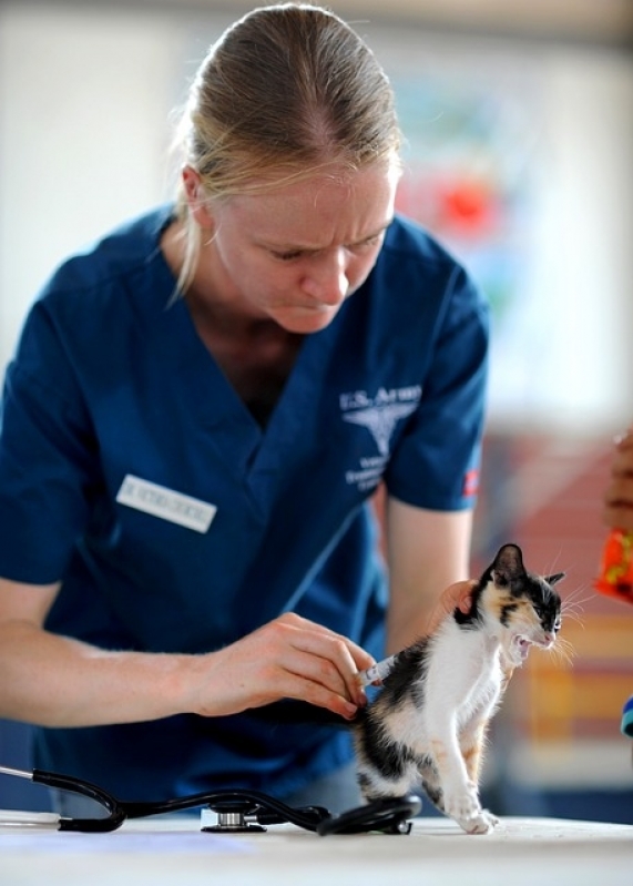 Tratamento de Feridas Abertas em Gatos Preço Santana - Tratamento de Feridas em Animais Domésticos