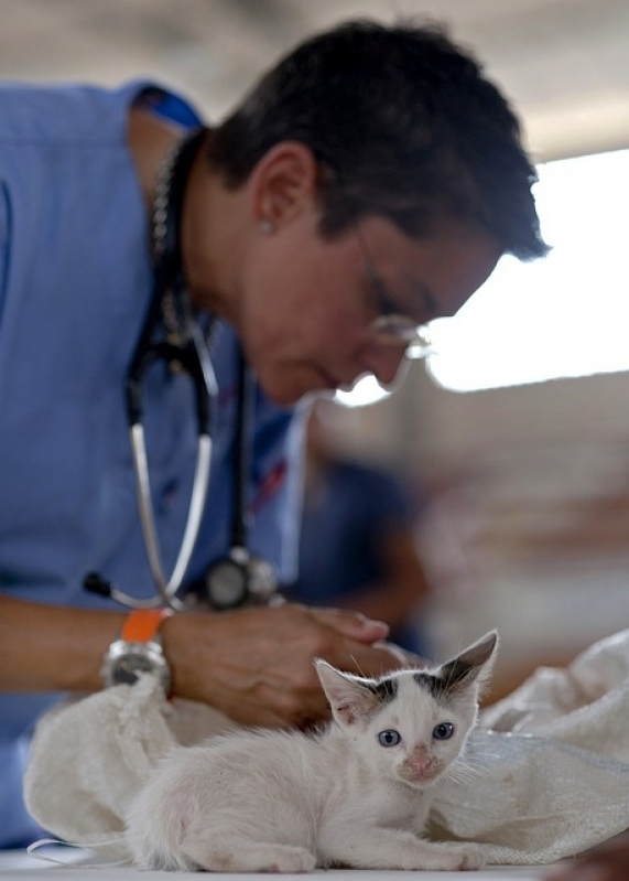 Tratamento de Feridas Abertas em Gatos Valor Cidade Ademar - Tratamento de Feridas em Pequenos Animais