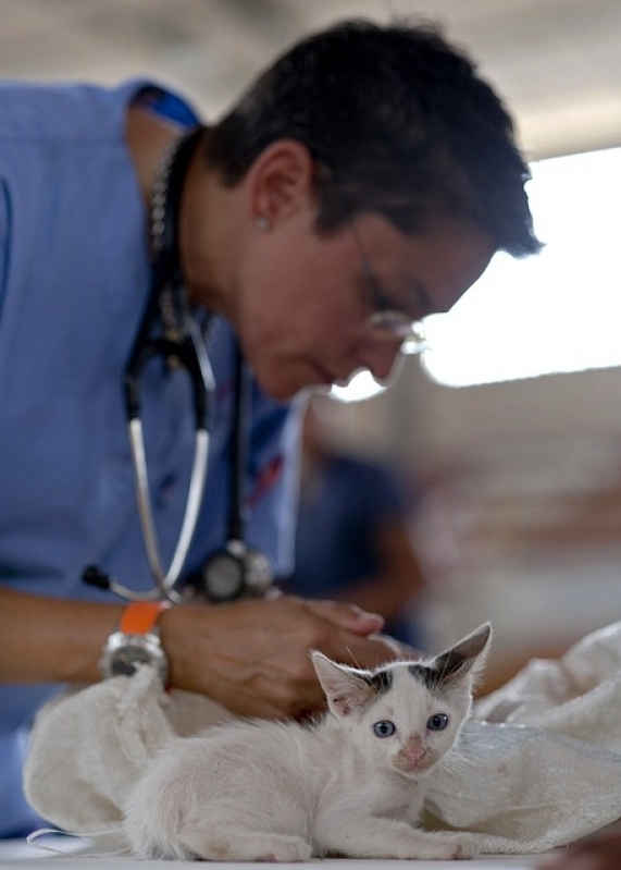 Tratamento de Feridas Abertas em Gatos Valor Cidade Tiradentes - Tratamento de Feridas em Cães e Gatos