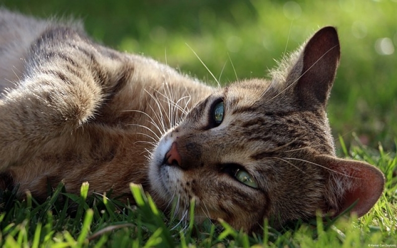 Tratamento de Feridas Abertas em Gatos Tucuruvi - Tratamento de Feridas em Animais a Domicílio