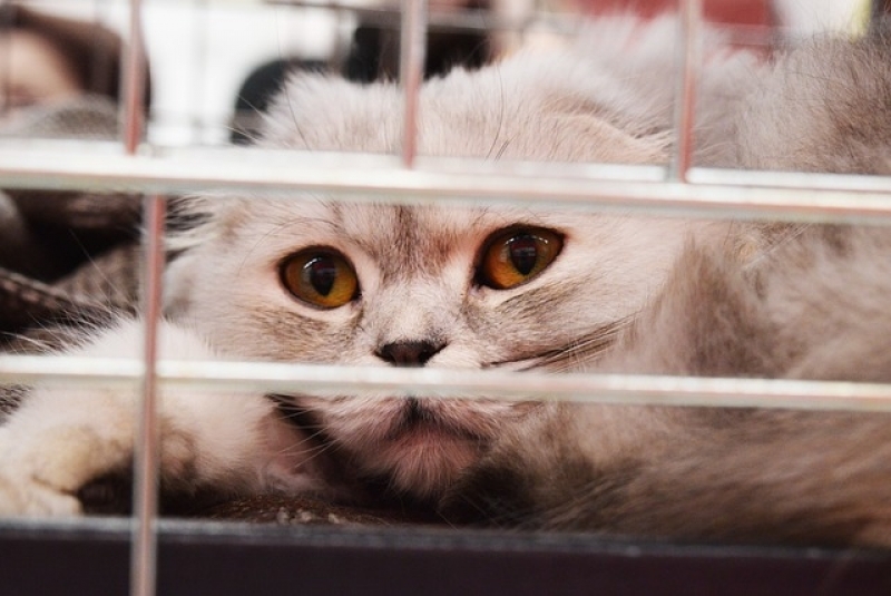 Tratamento de Feridas em Animais a Domicílio Preço Parque São Rafael - Tratamento para Feridas em Gatos
