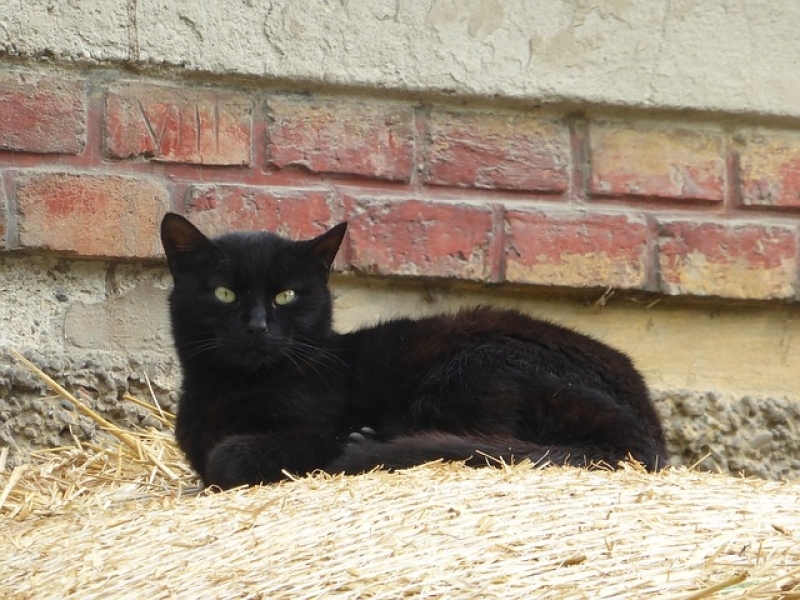 Tratamento de Feridas em Animais a Domicílio Valor Jardim Marajoara - Tratamento de Feridas Abertas em Gatos