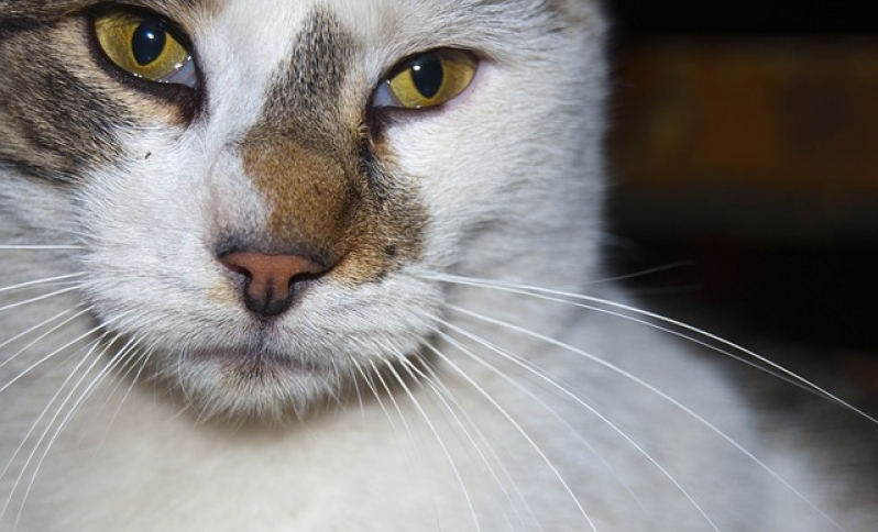 Tratamento de Feridas em Animais Preço Lapa - Tratamento para Feridas em Gatos