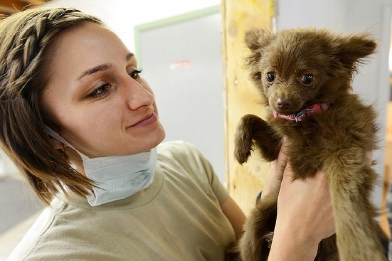 Tratamento de Feridas em Animais Valor Ibirapuera - Tratamento de Feridas em Cães e Gatos